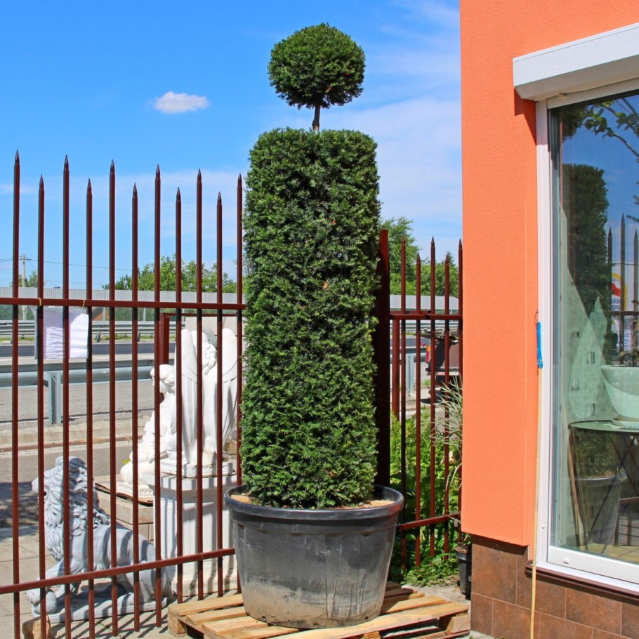 Туя Брабант ниваки