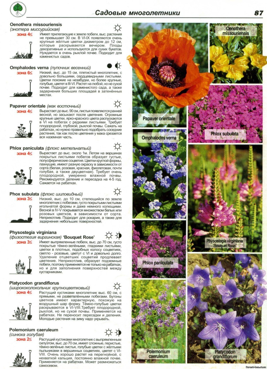 Перечень многолетних цветов