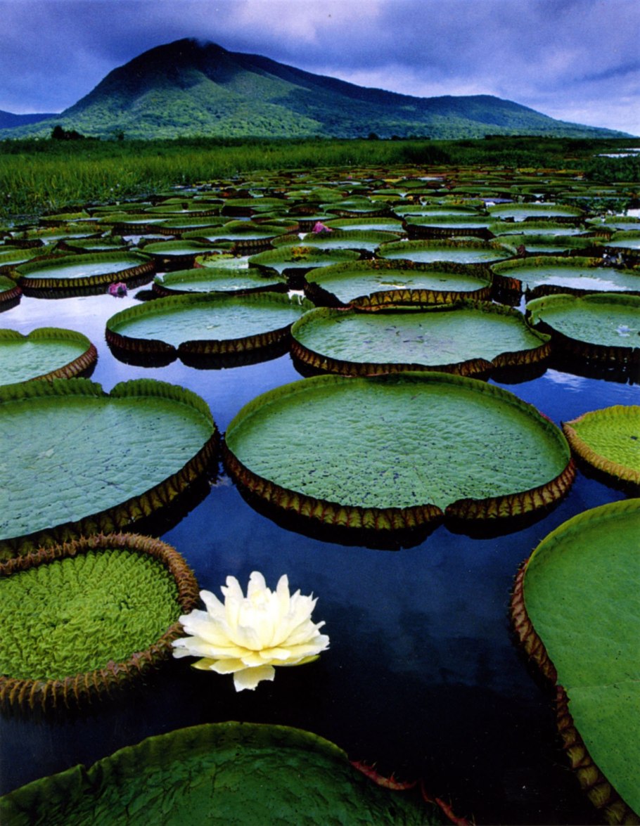 Кувшинка Виктория-Регия