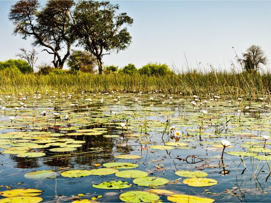Мангровые заросли Австралии