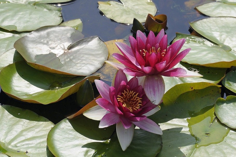 Мангровый тропический лес