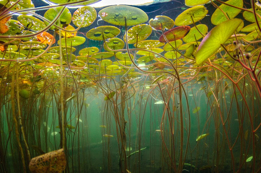 Лесное озеро кувшинки камыш