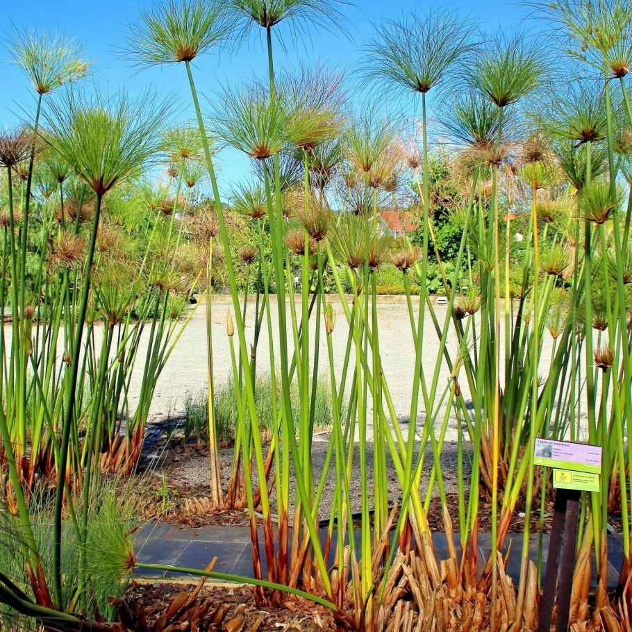 Убари Ливия