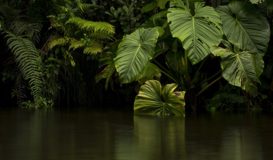 Река Амазонка растительный мир