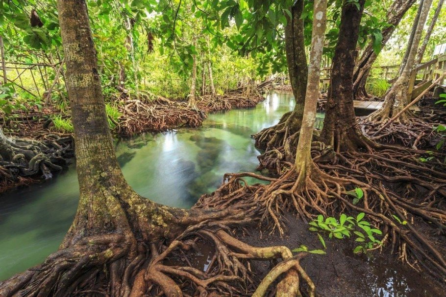 Лотос водные растения