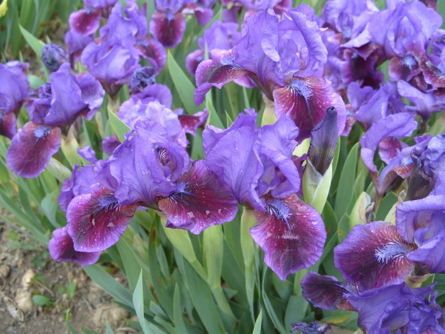 Ирис карликовый (Iris pumila)