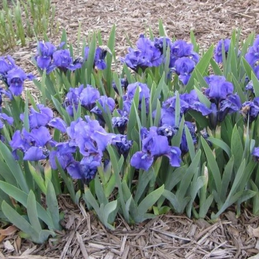 Ирис atroviolacea