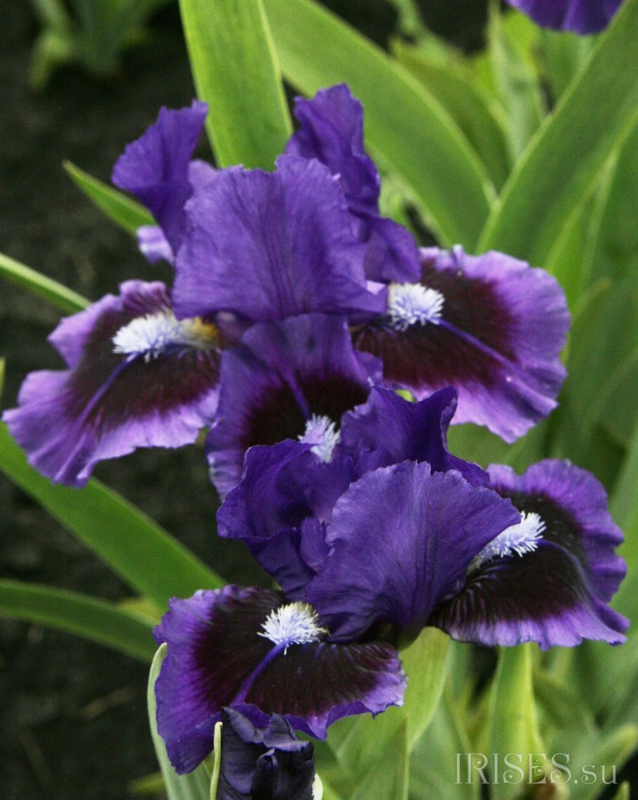 Ирис карликовый (Iris pumila)