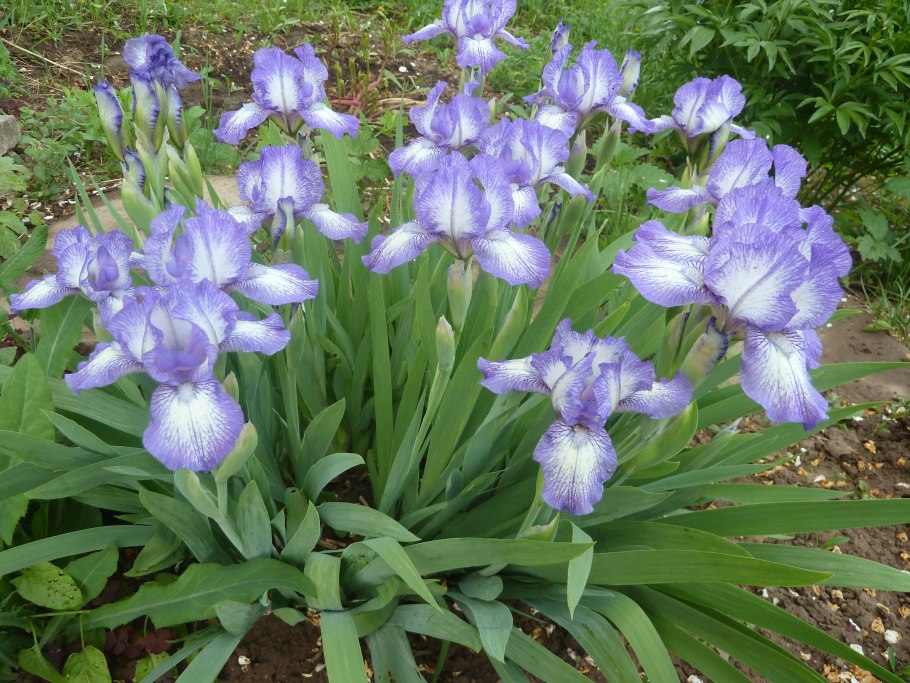 Ирис карликовый (Iris pumila)