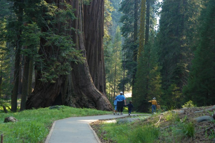 Секвойя дерево семена
