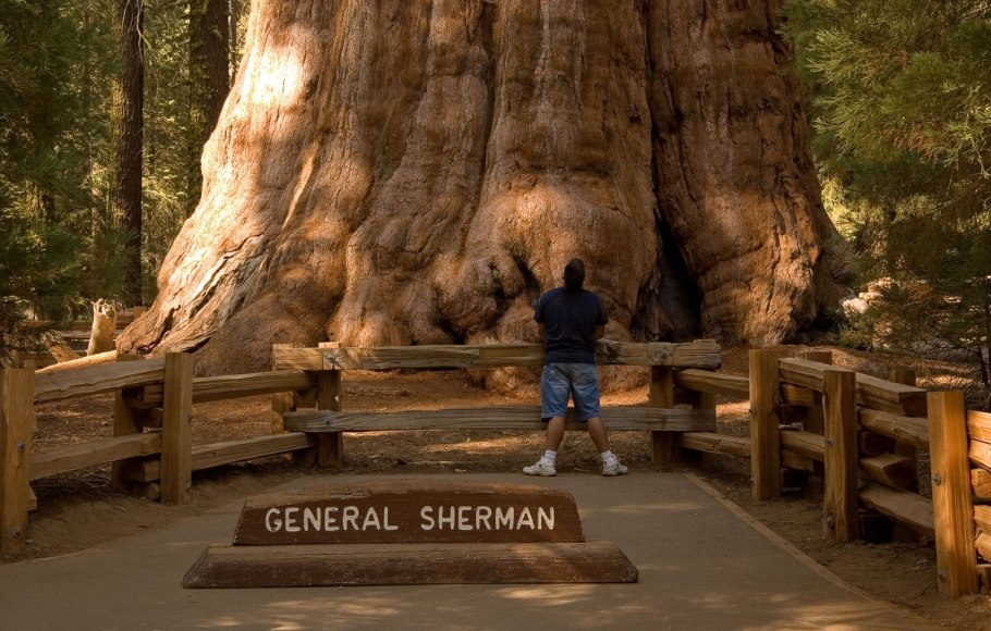 Парк Секвойя Калифорния