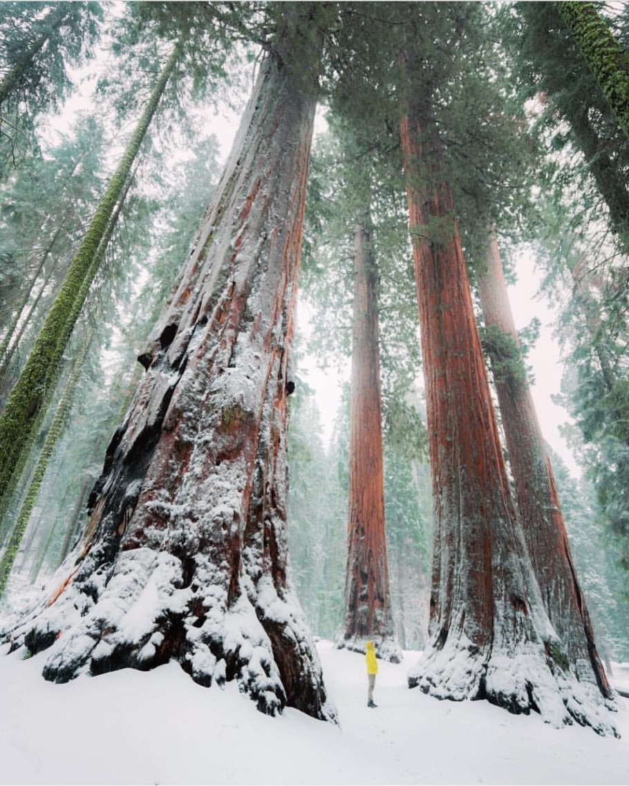Калифорнийская Секвойя Гиперион
