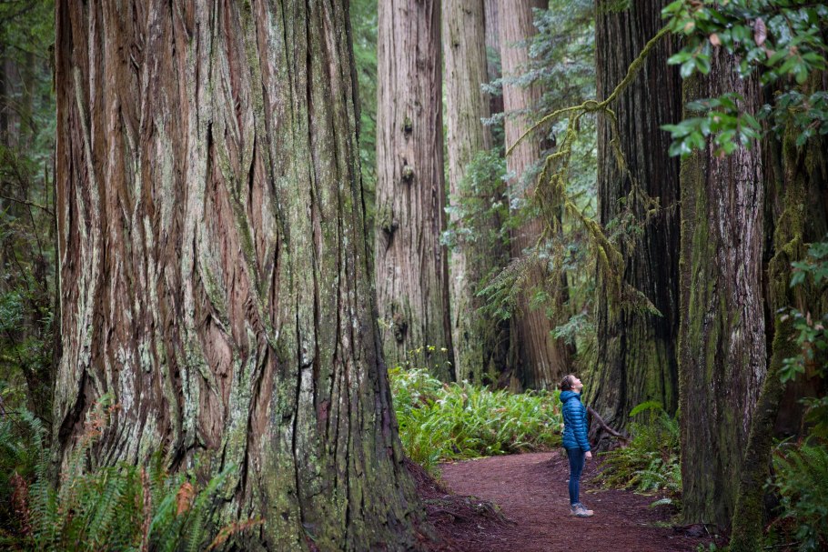 Секвойя дерево Гиперион