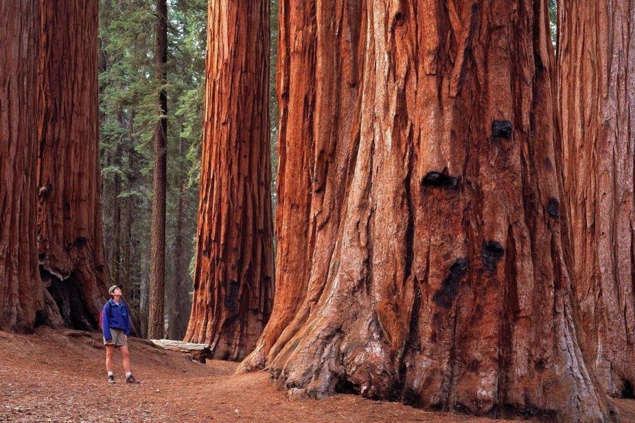 Секвойядендрон гигантский Мамонтово дерево