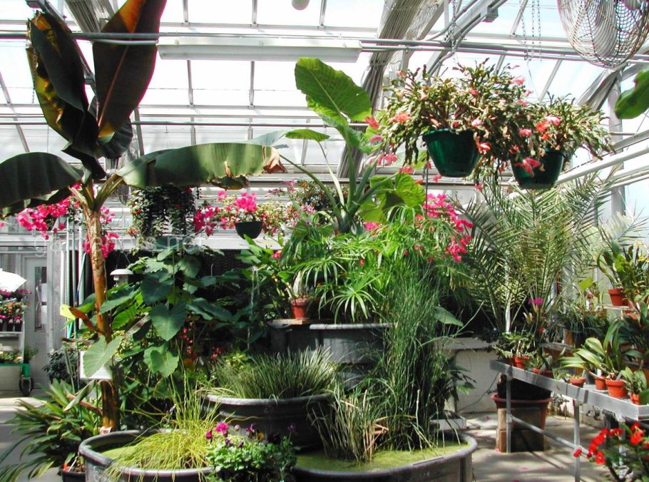 Субтропический зимний сад