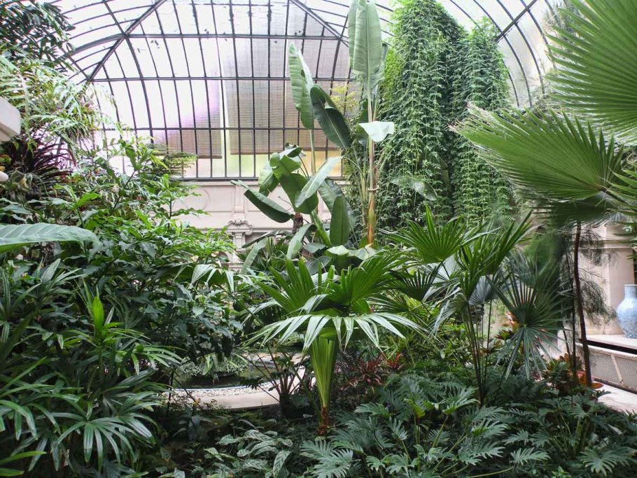 Субтропический зимний сад с лимоном