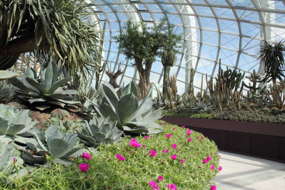 Оранжерея субтропики Сингапур