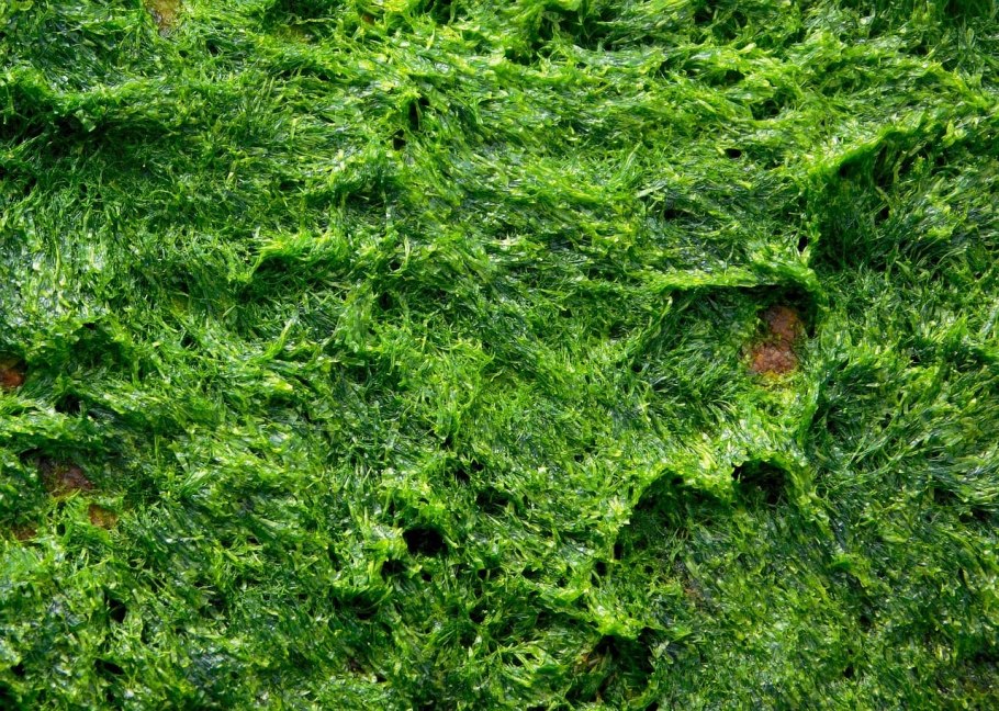 Водоросли на берегу моря