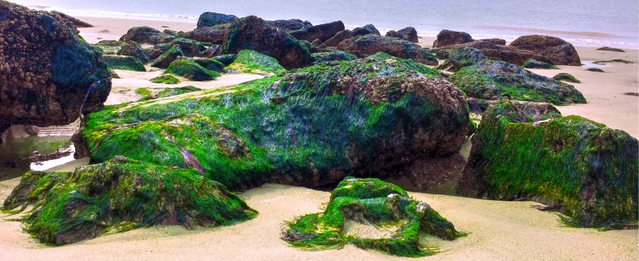 Морские водоросли на берегу