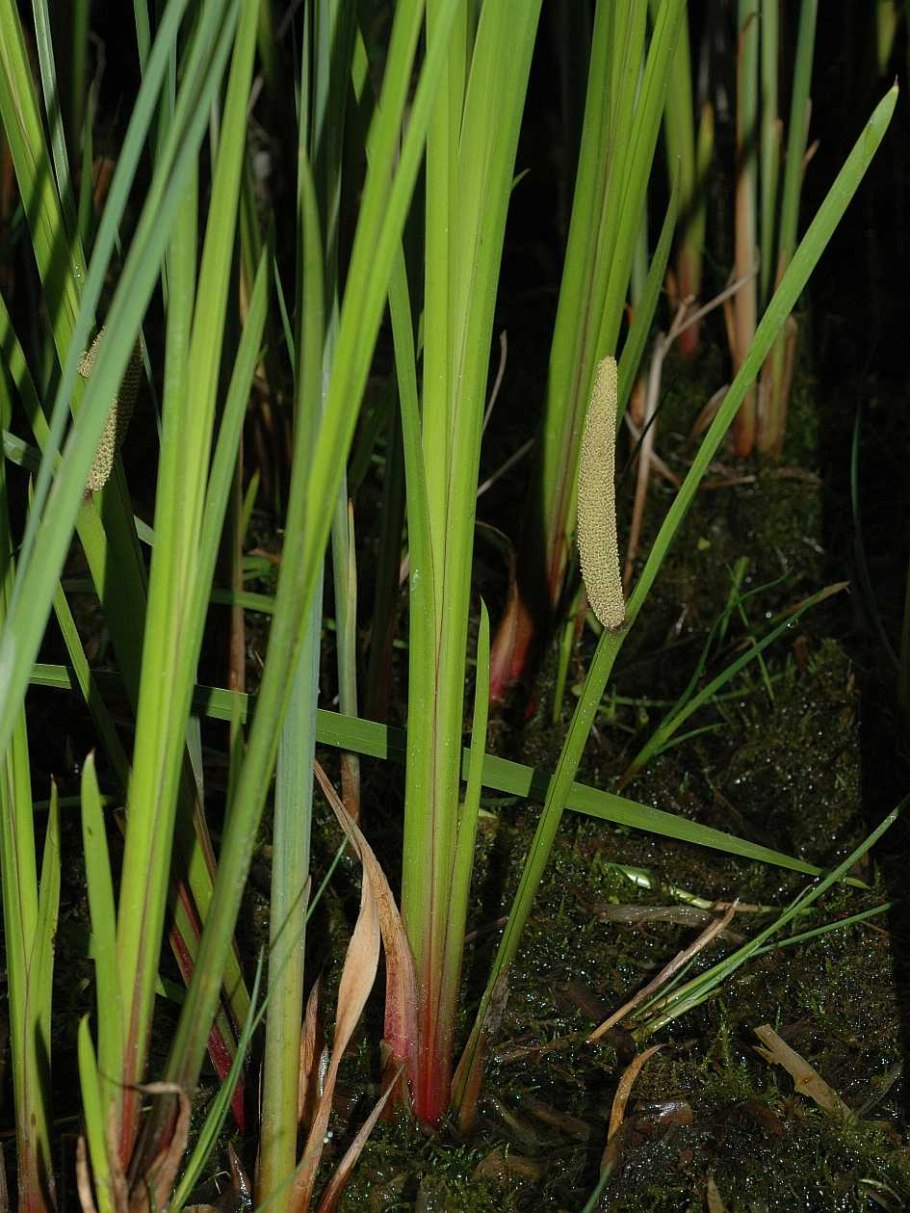 АИР обыкновенный АИР болотный