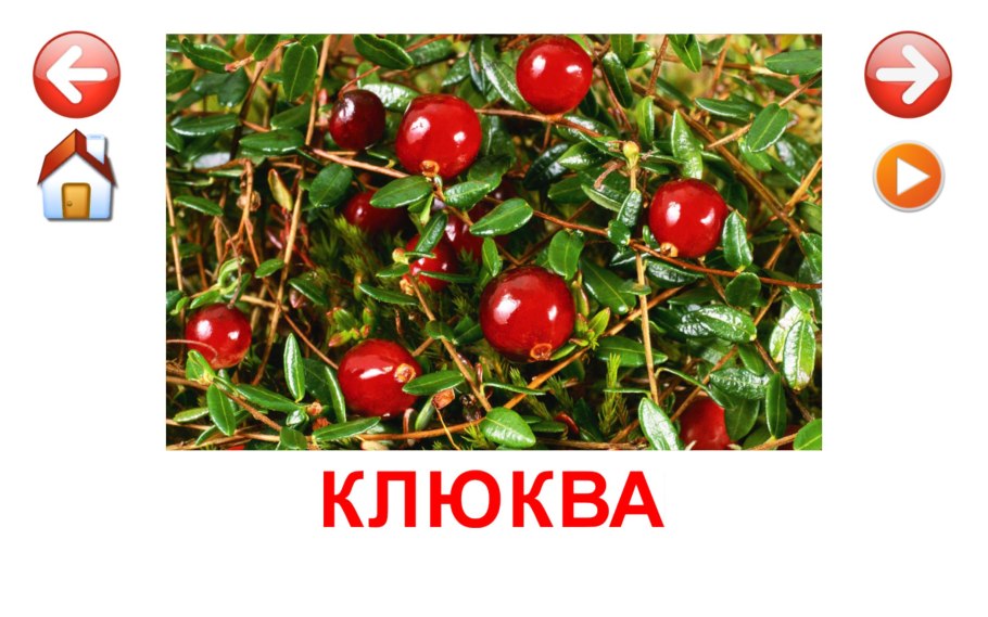 Клюква для дошкольников