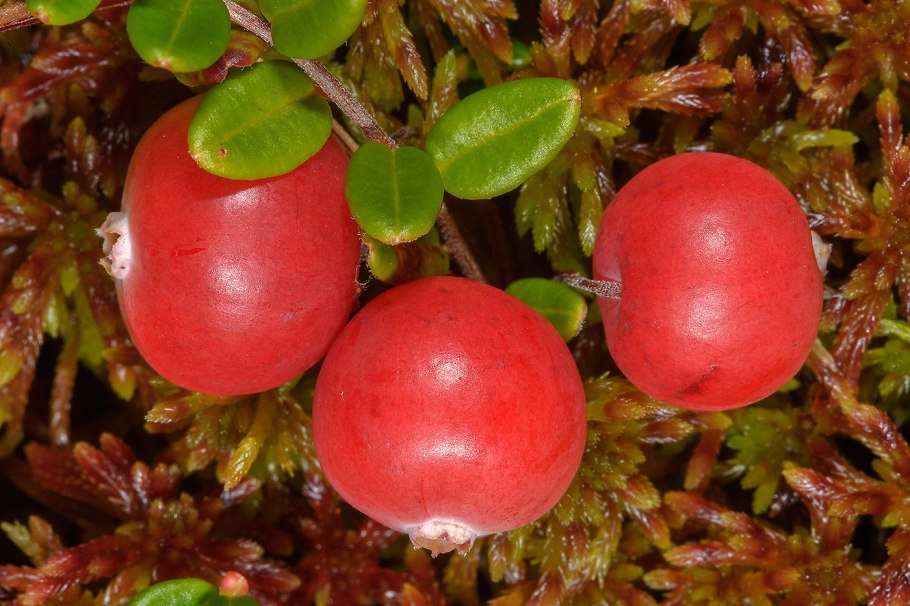 Клюква (Vaccinium Oxycoccus)