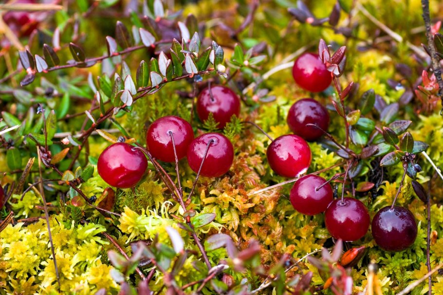 Поспела клюква на болоте