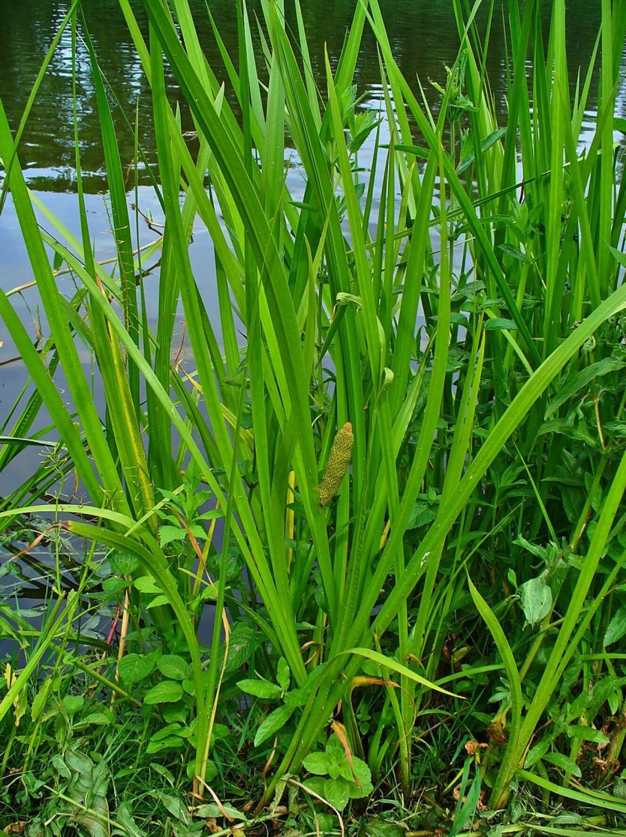 АИР болотный (Acorus Calamus)