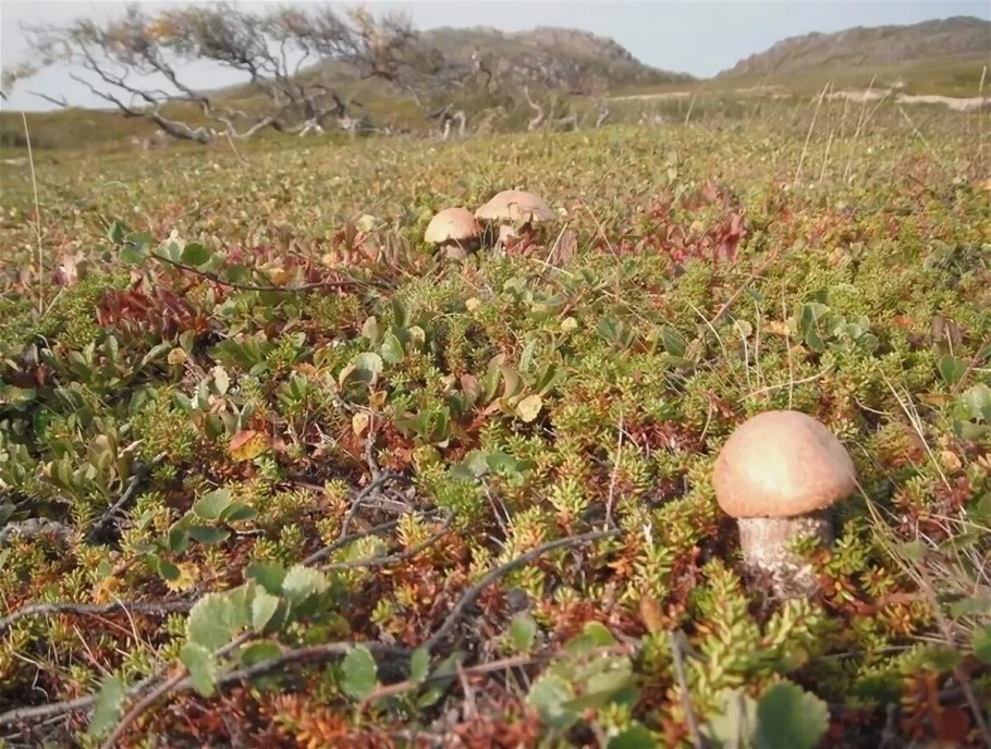 Чукотка тундра грибы