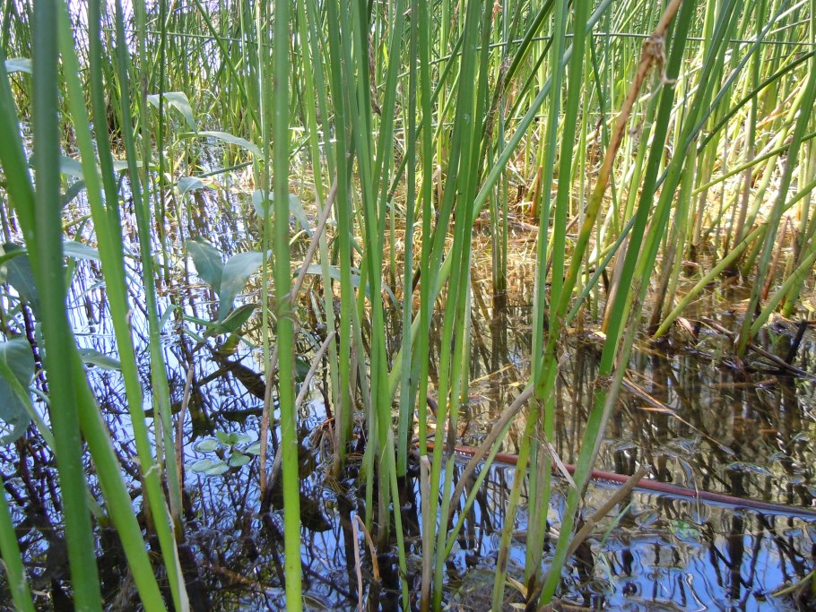 Scirpus Validus