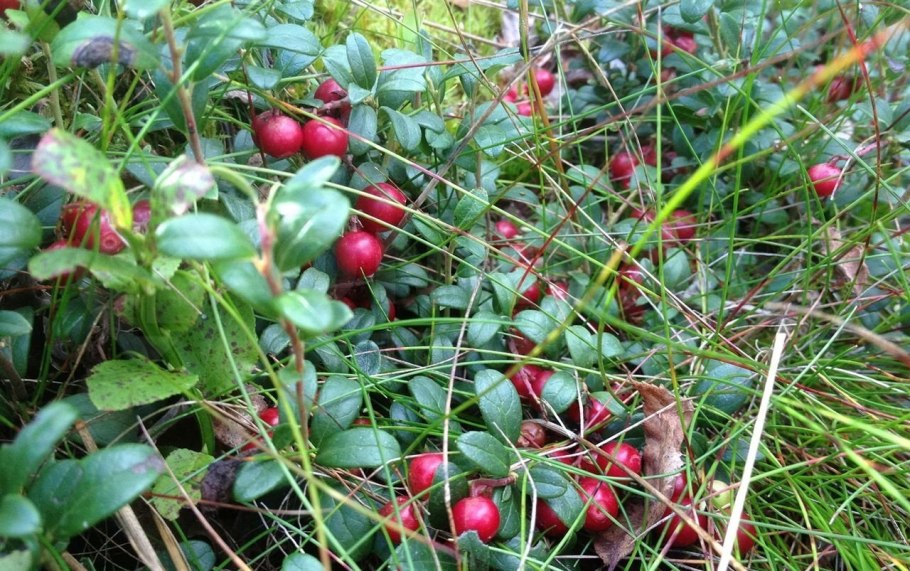 Брусника. Клюква. Красника