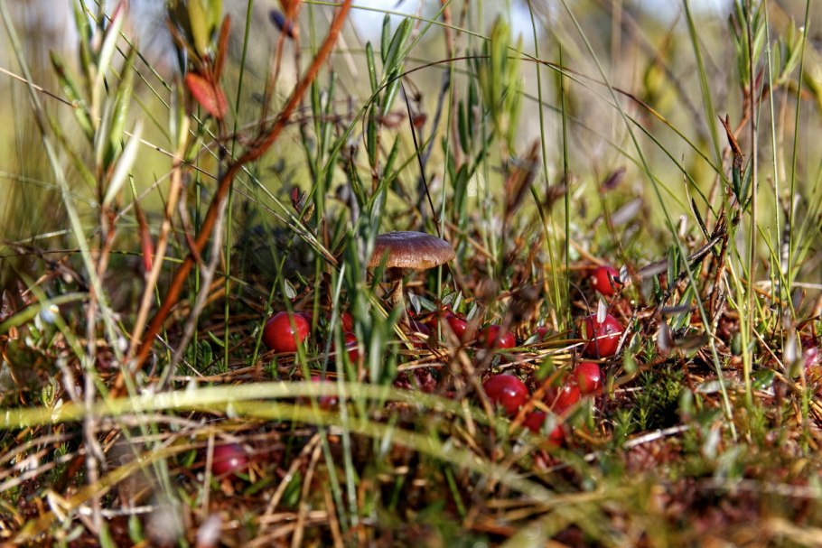 Клюква болотная