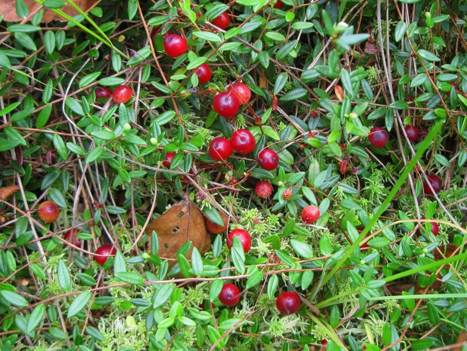 Голубика Таежная