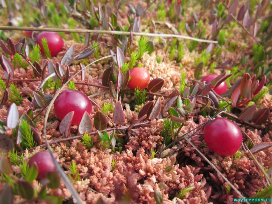 АИР обыкновенный корневища