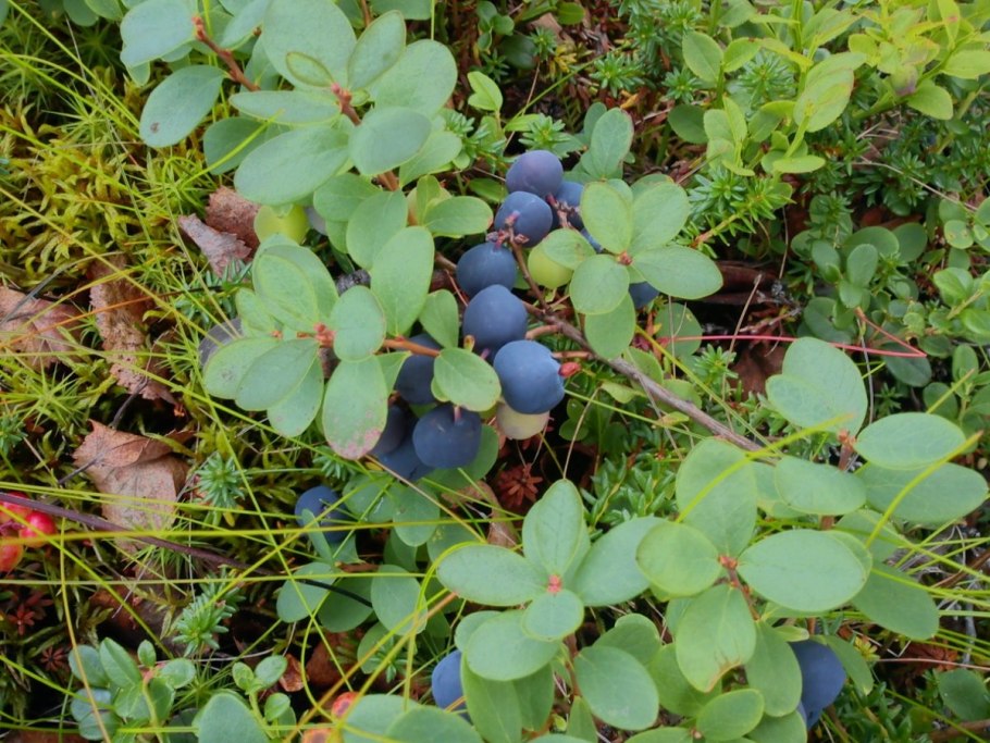 Памятник природы «клюквенное болото»