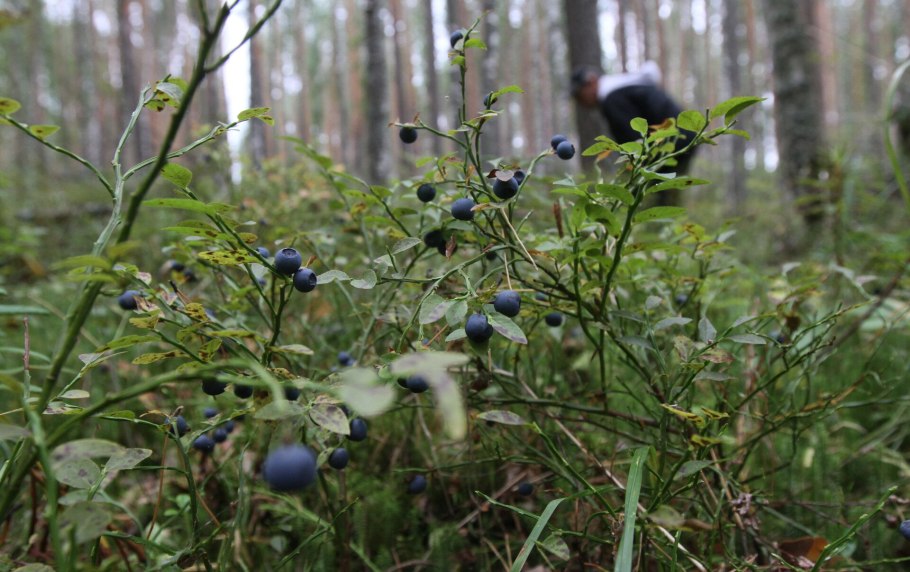 Черника в тайге