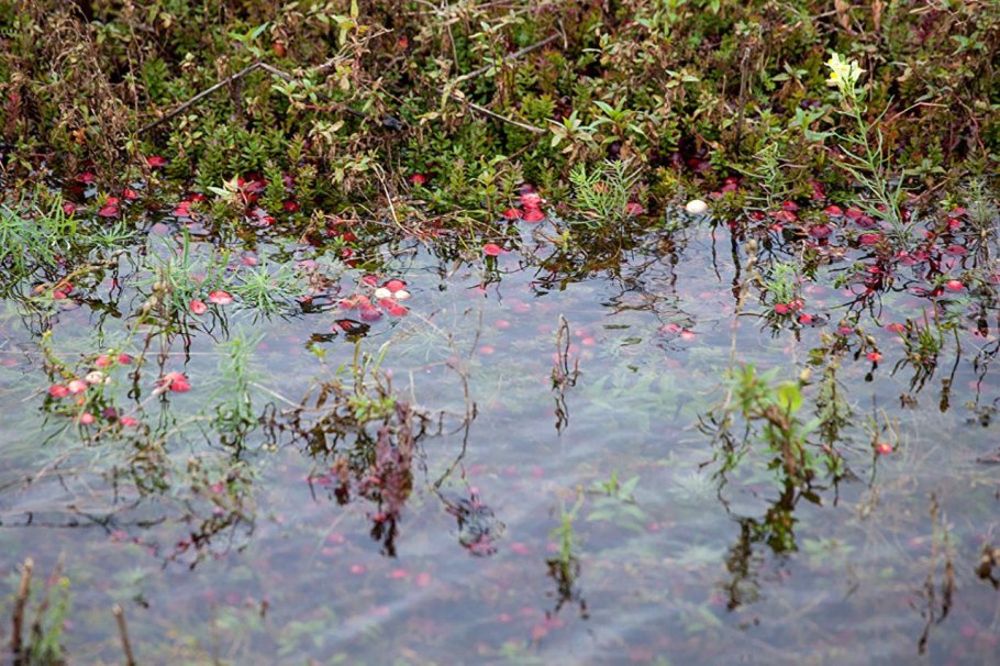 Клюква на болоте в Белоруссии