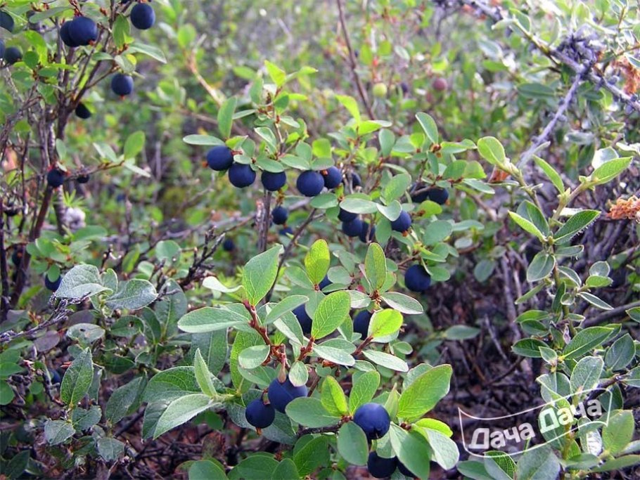 Экологическая роль болот