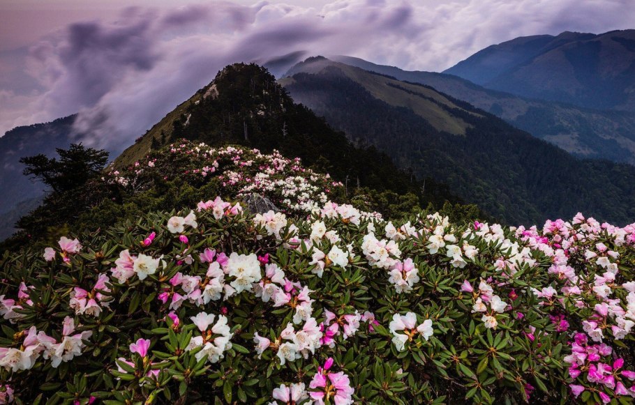 Азалия акварель d13