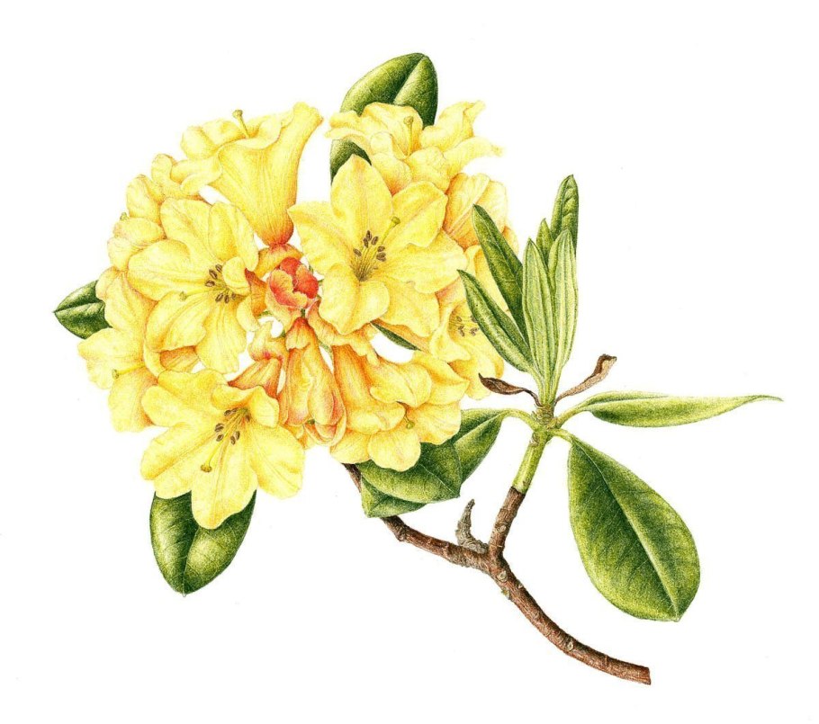 Рододендрон Бразилия