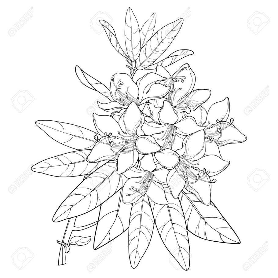 Рододендрон в горах Монти-Сибиллини