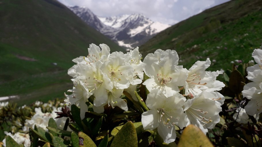 Рододендрон эндемик Кавказа
