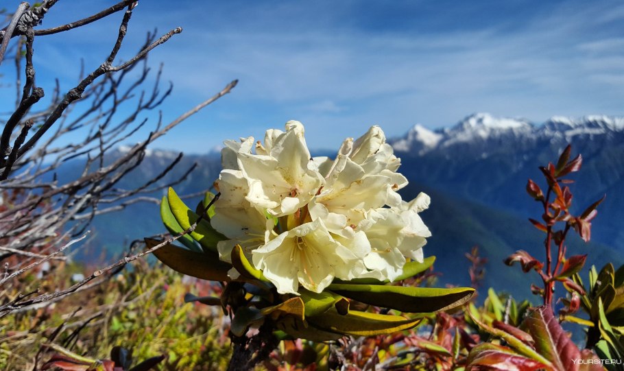 Рододендрон на Камчатке