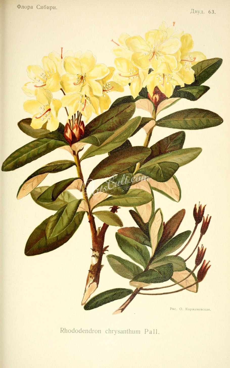 Рододендрон золотистый листья