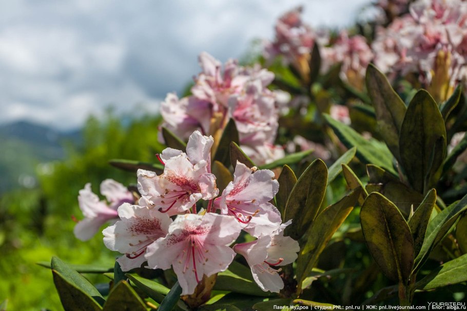 Рододендрон скетч