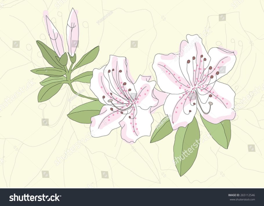 Рододендрон раскраска