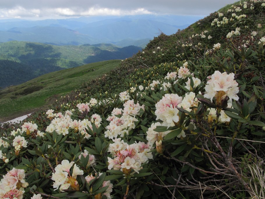 Rhododendron caucasicum