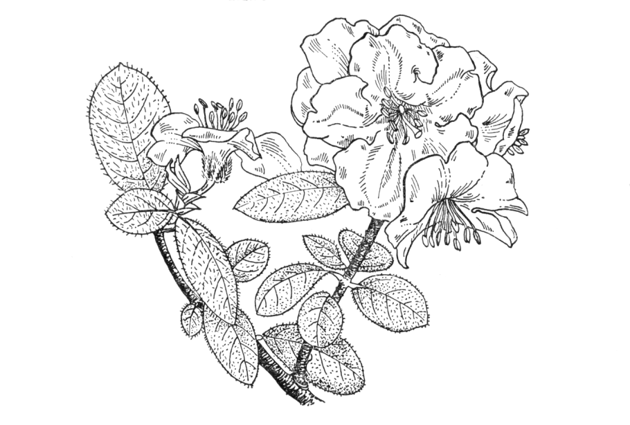 Рододендрон скетч