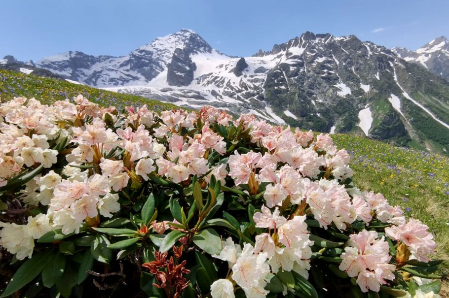 Рододендрон золотистый Rhododendron Aureum