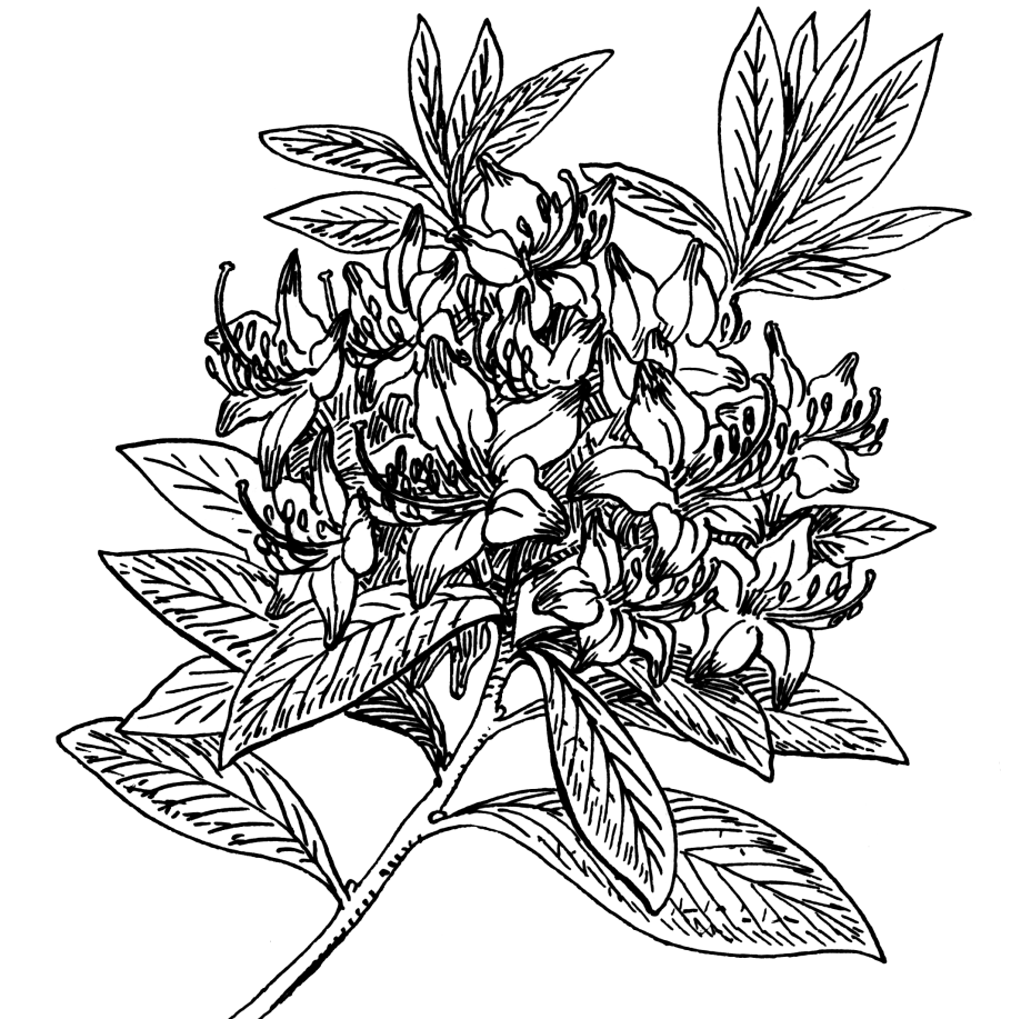 Рододендрон кавказский вектор